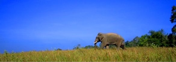 Khao Yai National Park, one of several adventure packed destinations in Thailand