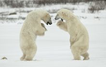 Polar Bears