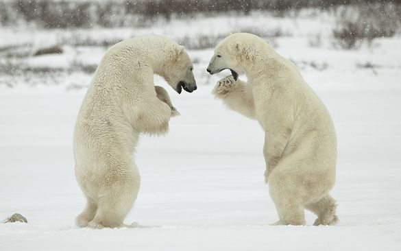 Polar Bears