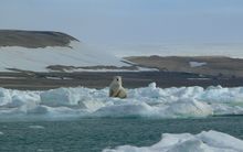 Polar Bear