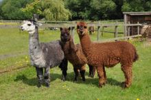 Mr D'arcy And Friends At Kingfishers