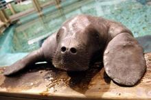 Snooty