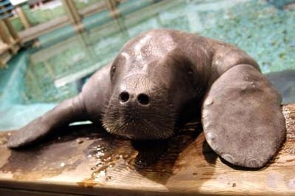 Snooty