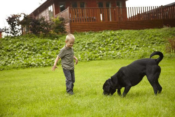 Dog Playing Beside Lodge