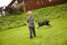 Dog At Lodge