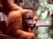 Orangutan North Sumatra