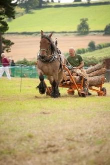 Horse Logging 