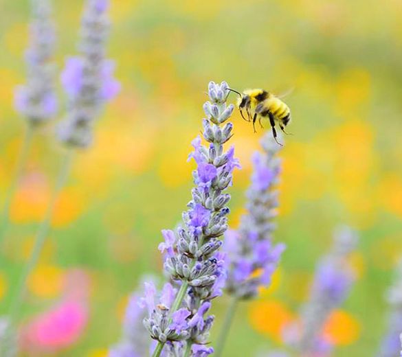 Spring is blooming in Sonoma County, California.