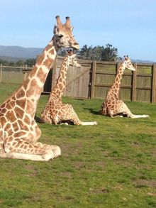 Giraffes at B Bryan