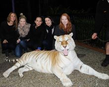 PCO'S at Dreamworld's Tiger Island