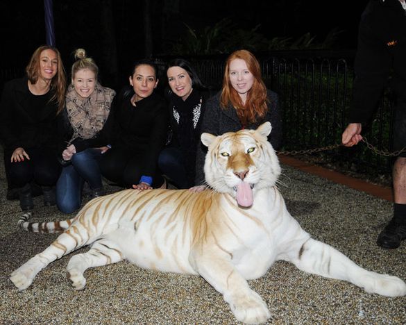 PCO'S at Dreamworld's Tiger Island