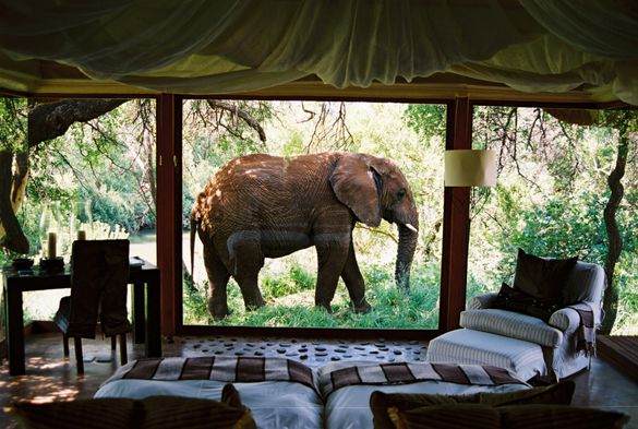 Elephant Outside Suite