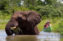 Vic - falls -Zambezi