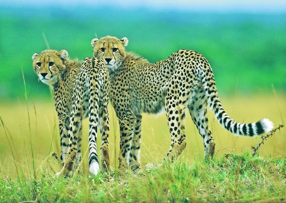 Kruger National Park (Acacia Africa)