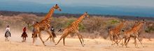 Horseback safaris, Ant collection (Ranch Rider)