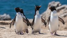 Rockhopper penguins, Falklands Islands