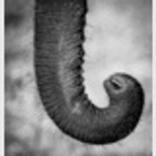 Elephant Trunk