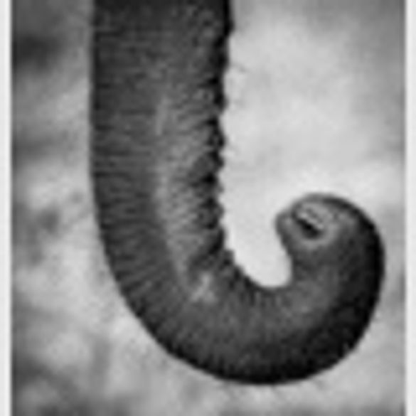 Elephant Trunk