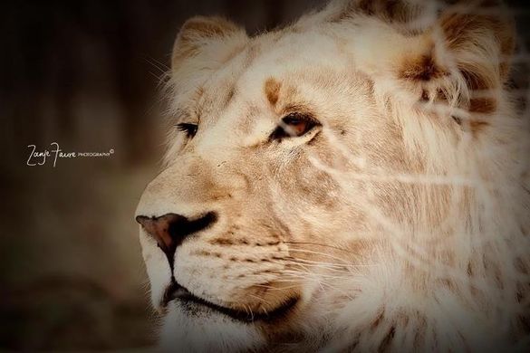 The proud lion