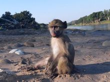 The Monkey of Bushfellows