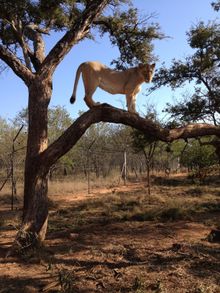 The king lion of Bushfellows