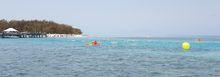 Heron Island Swim
