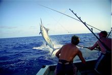 Lizard Island Black Marlin
