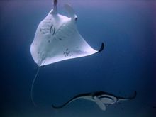 Manta Ray 