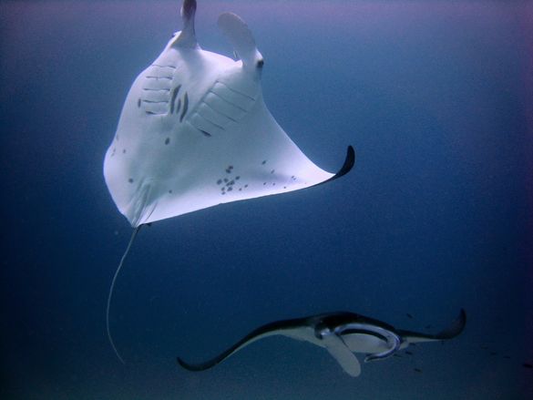 Manta Ray 