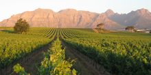 Beautiful Vineyards on the Estate