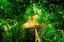 High Up In The Trees Romantic Getaway