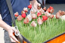 Strawberry Fields