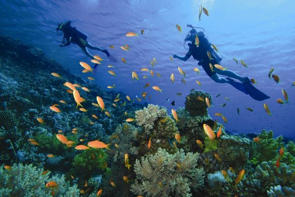 Red Sea Diving 