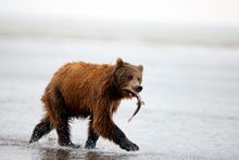 Brown Bears At Silver Salmon Creek By Chris McLennan
