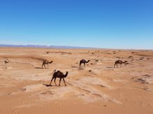 Camel herds in the Sahara Desert
