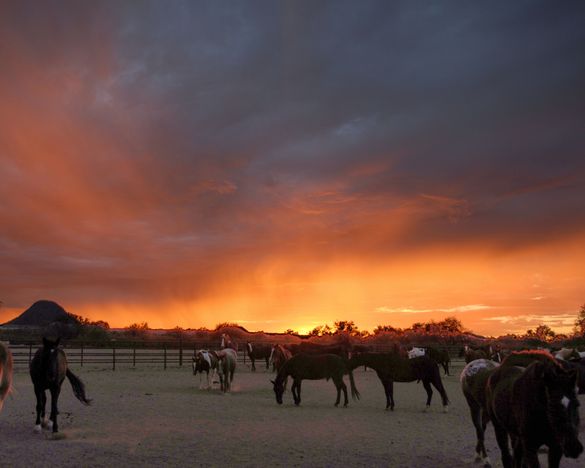 Arizonas Guest Ranches lassen das Herz jedes Pferdeliebhabers höher schlagen 