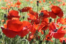 Red poppies in bloom in downtown Georgetown, TX