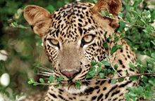 Wildlife Of Sri Lanka