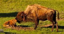 Buffalo South Dakota