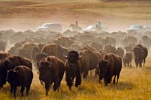 Buffalo Roundup