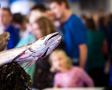 Fish Display