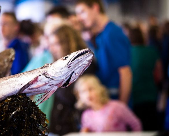 Fish Display
