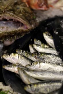 Fish Display