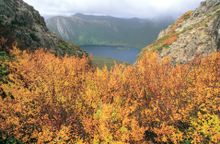 Turning of the Fagus