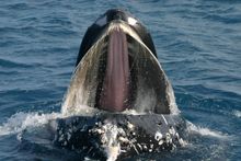 A fluke of Nature - photo courtesy of Hervey Bay Whale Watch