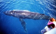 A humpback whale swims in to take a look at whale watchers on a Kingfisher Bay Resort cruise on the calm waters of Hervey Bay of