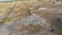 Shandonvale Station Heli-mustering sheep