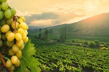 Wine Tasting Package