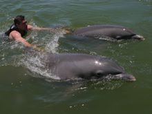 Delfine einmal hautnah erleben – In Florida ist´s möglich