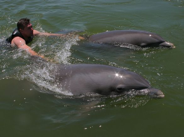 Delfine einmal hautnah erleben – In Florida ist´s möglich